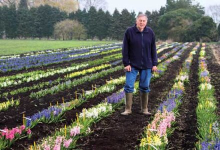 Alan Shipp: The Noah of Hyacinth Bulbs Image